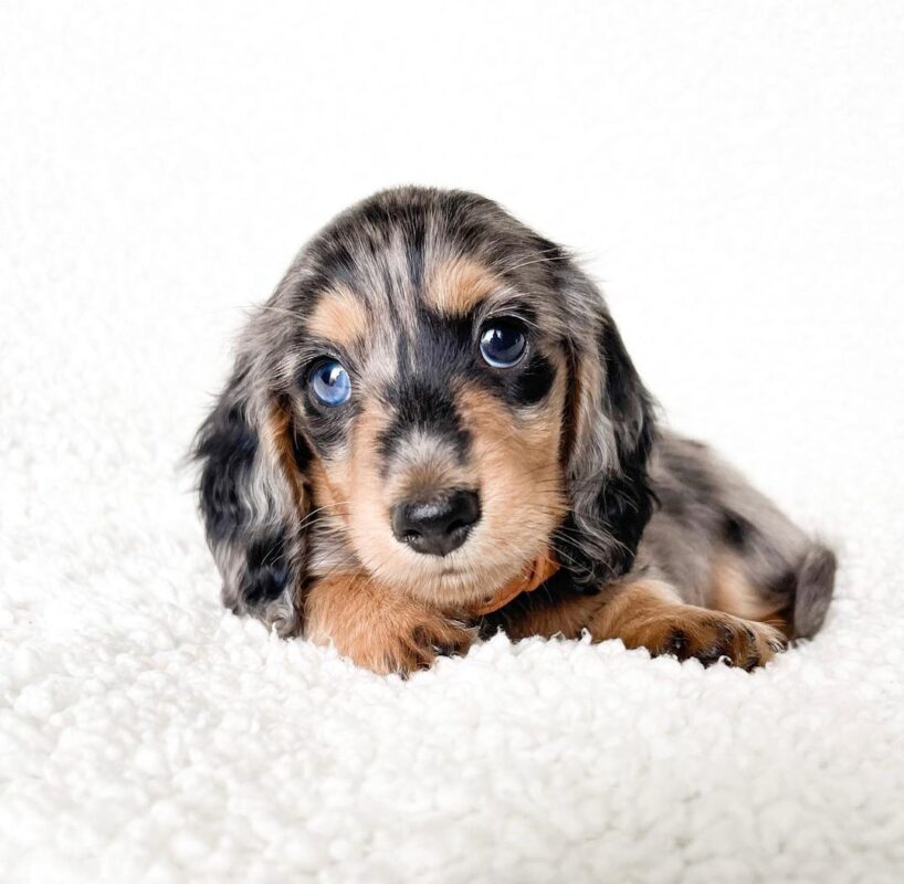 fluffy dachshund​