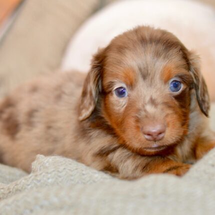Miniature Long Haired Dachshund