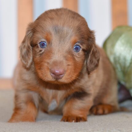 Miniature Long Haired Dachshund