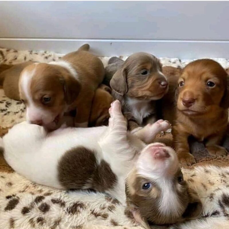 Dachshund Puppies