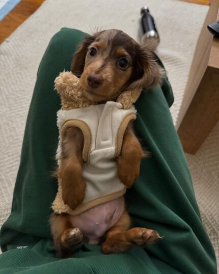 Miniature dachshund puppies for sale in indiana