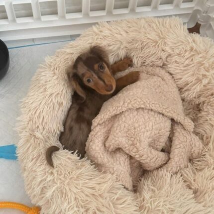Miniature dachshund puppies for sale in indiana