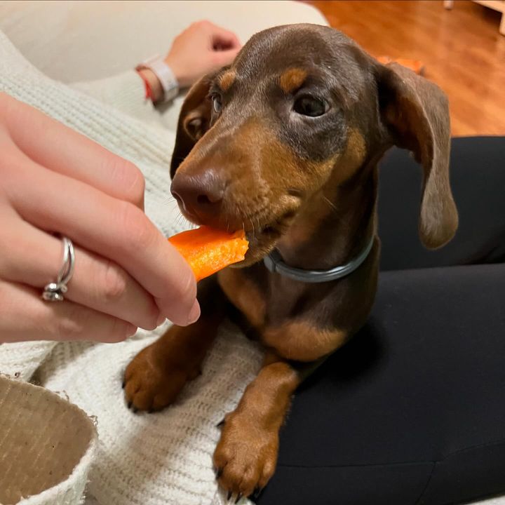 Miniature dachshund puppies for sale in ohio