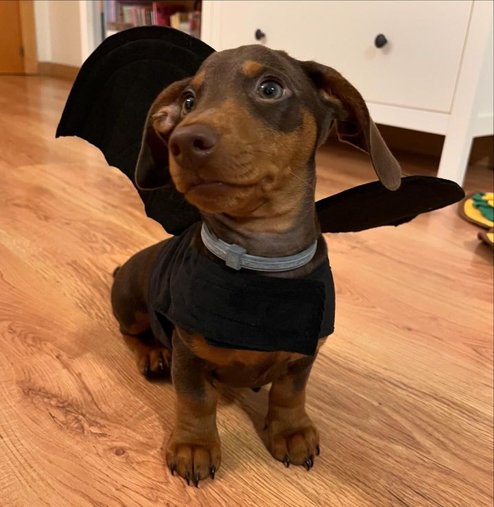 Miniature dachshund puppies for sale in ohio