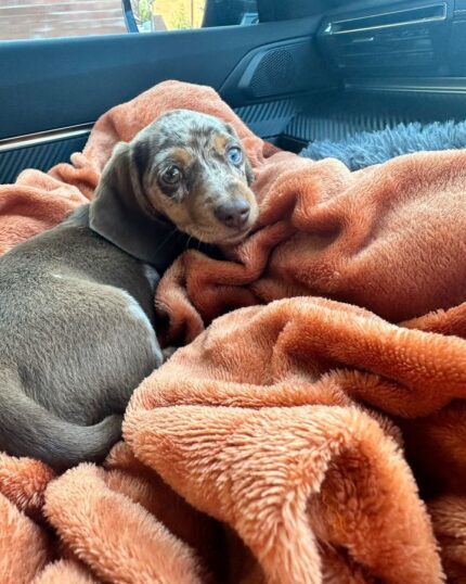 Full grown miniature dachshund