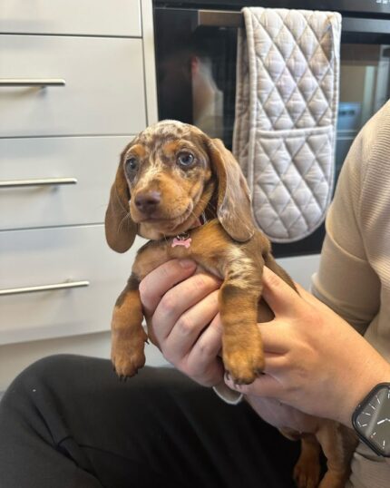 Full grown miniature dachshund