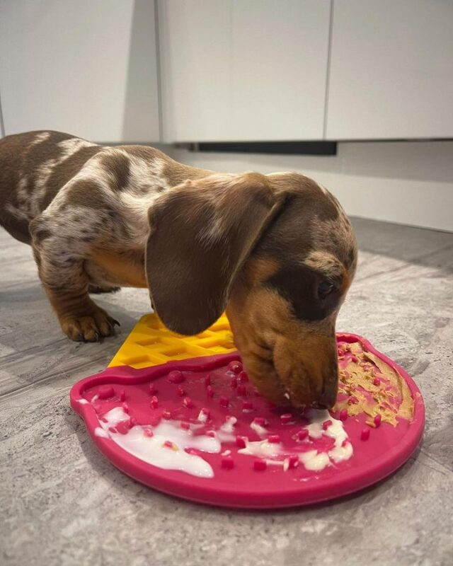 Dachshund breeders near me