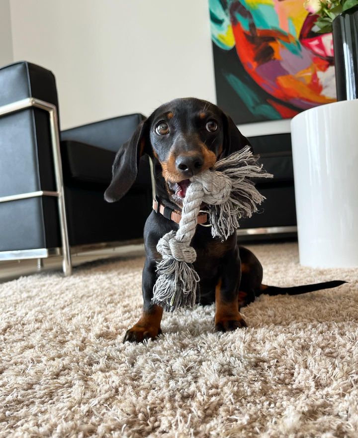 English cream miniature dachshund puppies for sale English cream miniature dachshund puppies for sale
