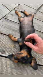 English cream miniature dachshund puppies for sale