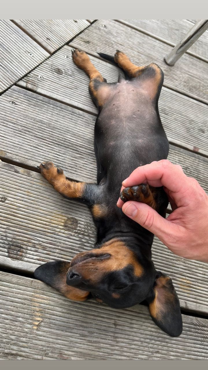 English cream miniature dachshund puppies for sale English cream miniature dachshund puppies for sale