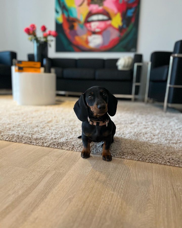 English cream miniature dachshund puppies for sale English cream miniature dachshund puppies for sale