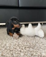 English cream miniature dachshund puppies for sale
