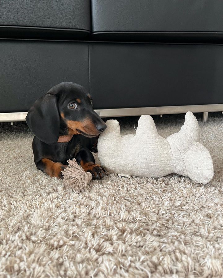 English cream miniature dachshund puppies for sale English cream miniature dachshund puppies for sale