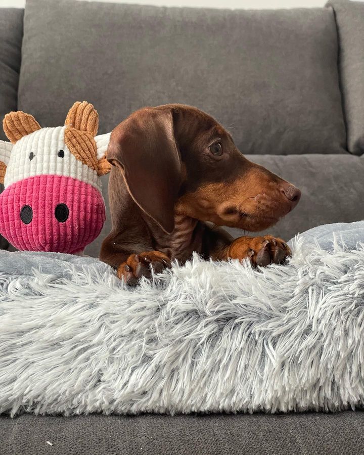 Golden miniature dachshund puppies