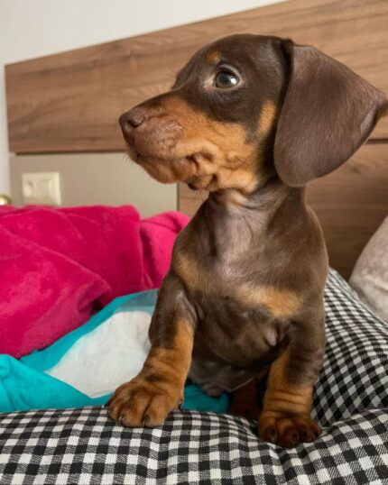 Golden miniature dachshund puppies