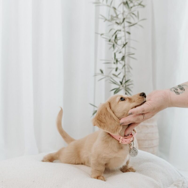 Blonde Long Haired Dachshund