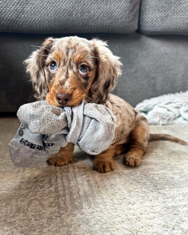 long haired dachshund puppies