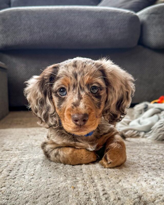 long haired dachshund puppies