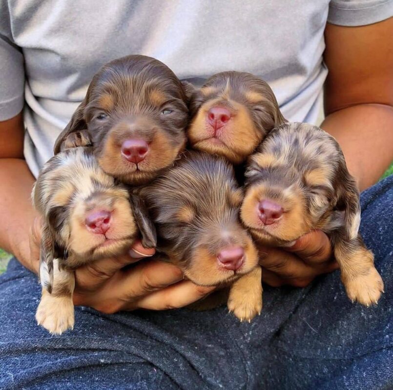 Dachshund Puppies for Adoption