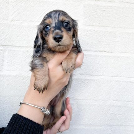fluffy dachshund