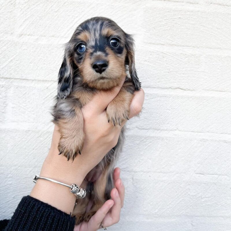 fluffy dachshund​