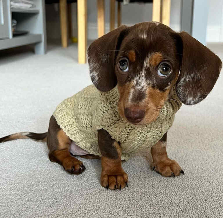 short haired cream dachshund
