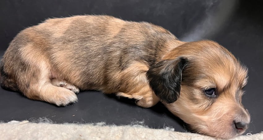 mini dachshund puppies