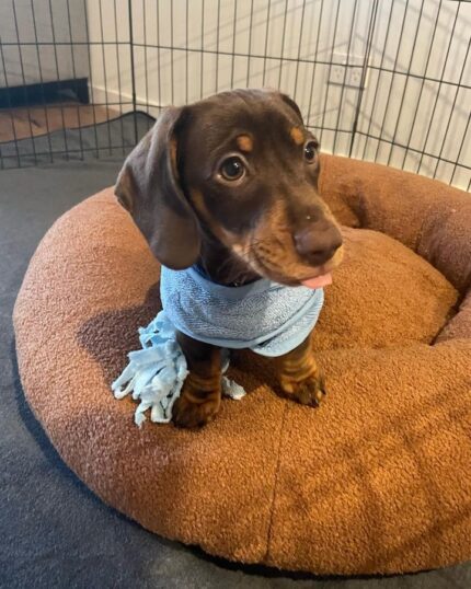 Miniature dachshund puppies for sale in texas