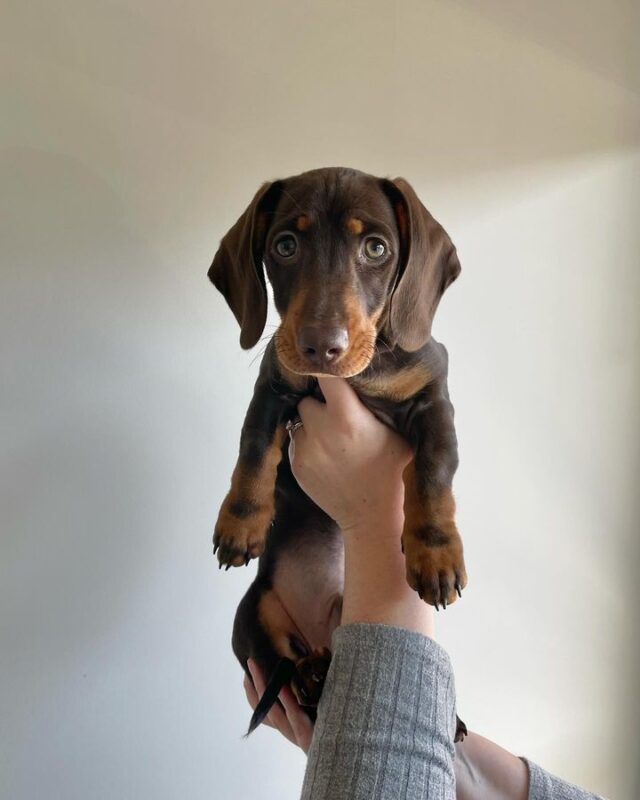 Miniature dachshund puppies for sale in texas