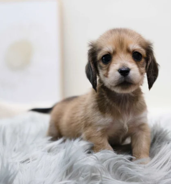 Teacup miniature dachshund