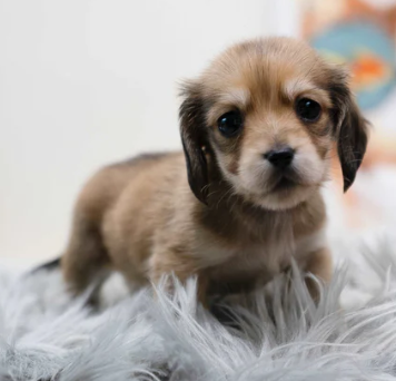 Teacup miniature dachshund