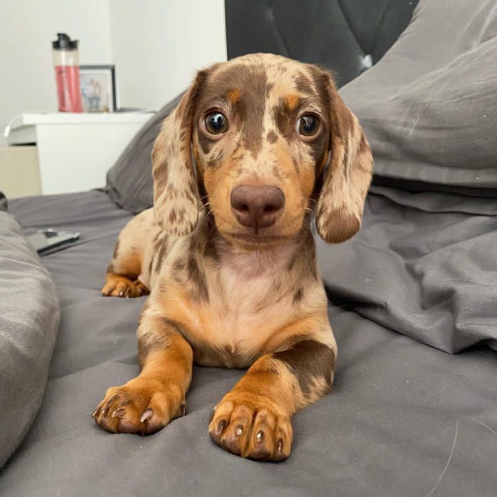 Miniature dachshund puppies for sale mn