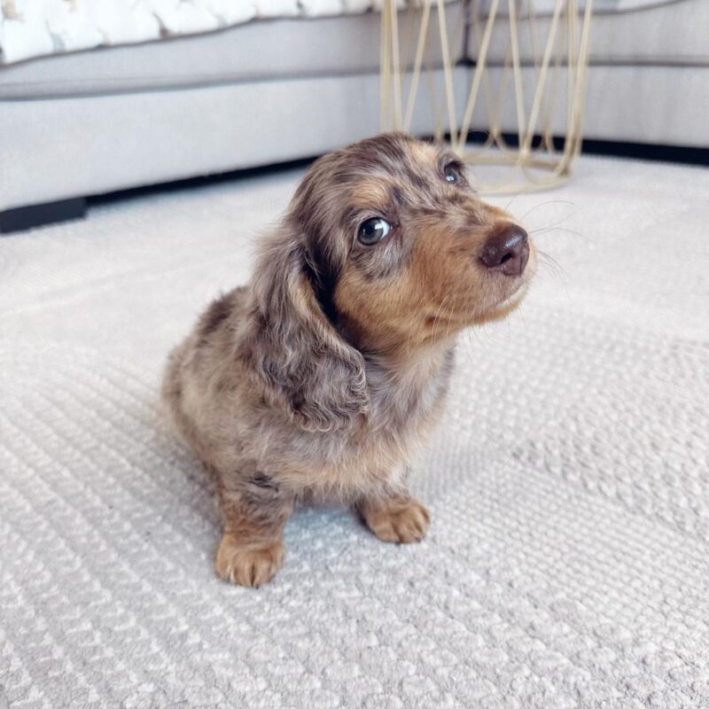 dapple long haired dachshund