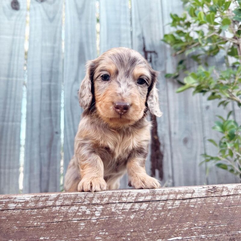dapple long haired dachshund