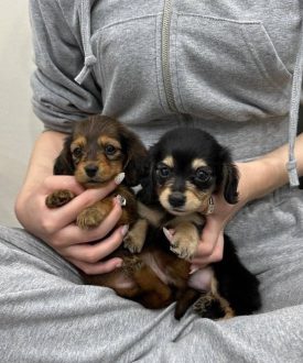 Dachshund puppies